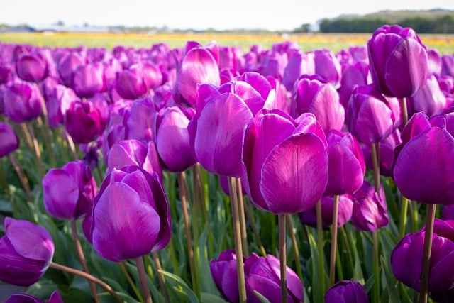 Tradycyjne zastosowania wrotyczu w kulturach ludowych – dawne rytuały i przepisy